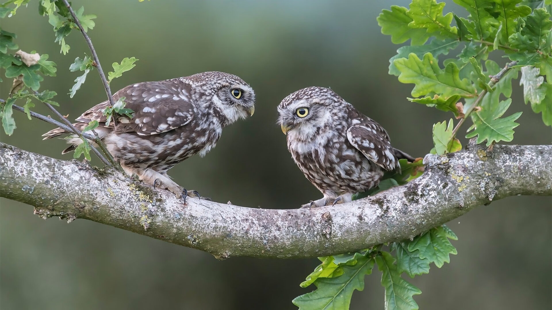 中国女篮阵容深度提升轮换更具弹性,中国女篮队队员名单照片