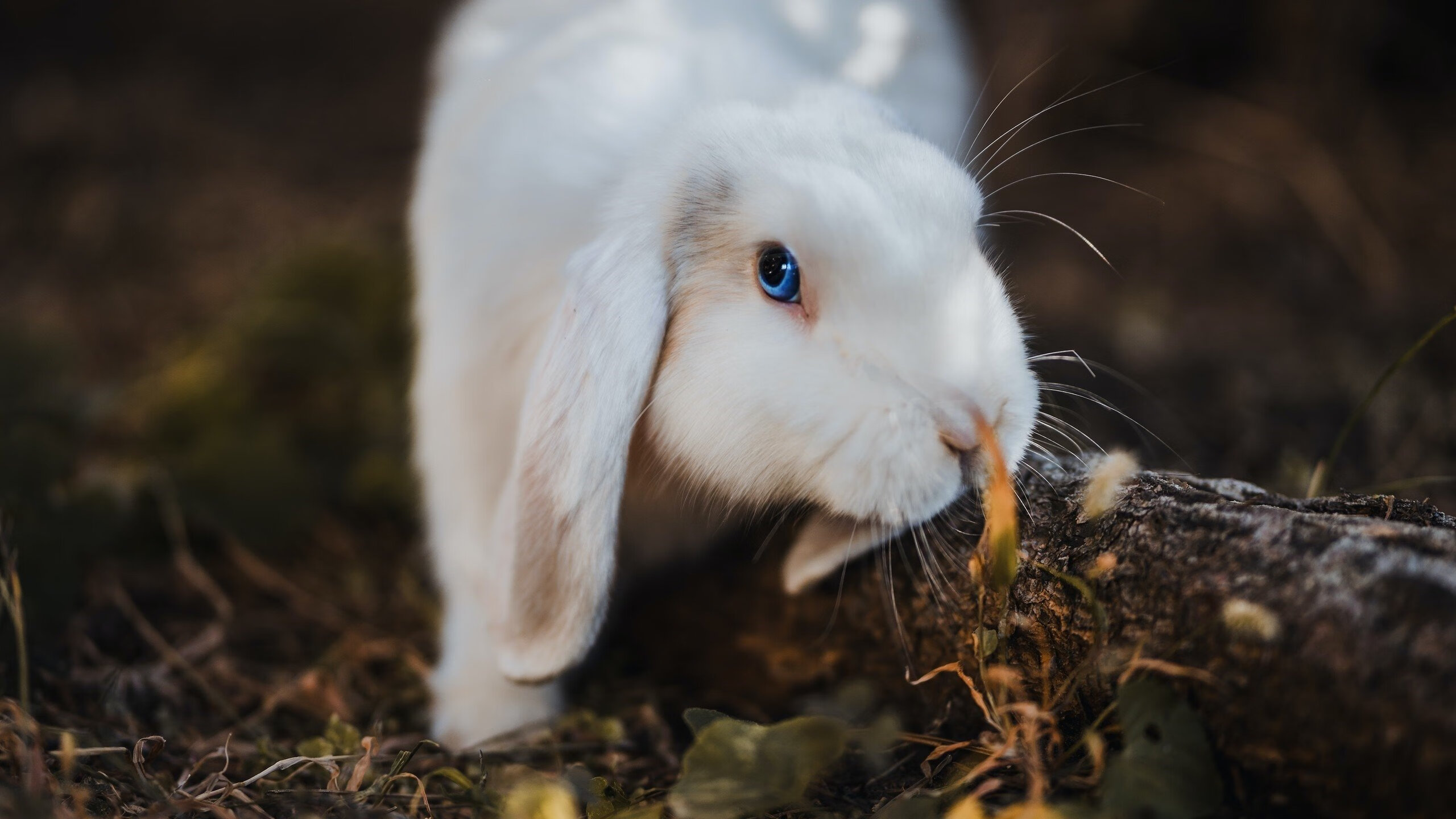 中国足球在东亚杯中夺冠 热血战斗令人感动,东亚杯中国战绩