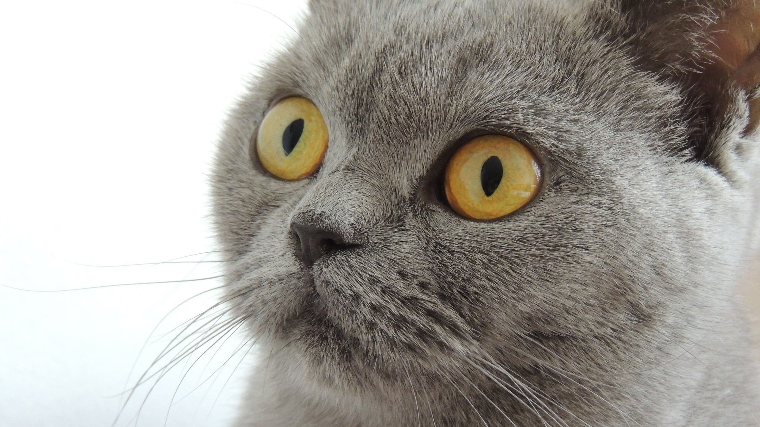 北京鸭打出防守反击节奏掌控整场比赛，北京鸭赛程