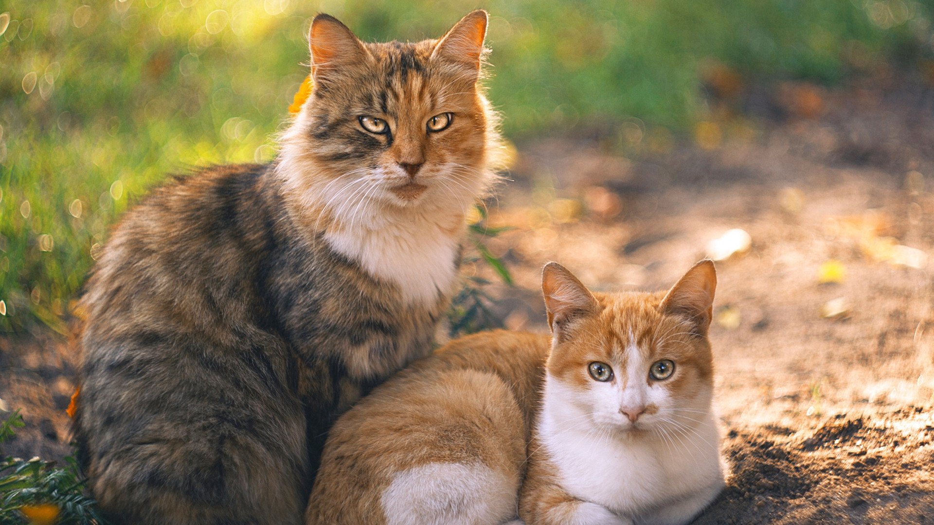 开云入口-国际热身赛中国女足惨败 球迷建议加强防守训练，国足女比赛