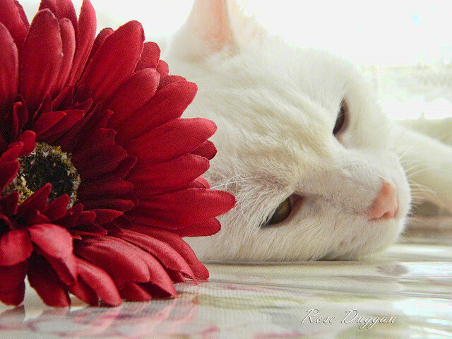 奥预赛中国青年队出战 球员成长受到关注,青奥会中国