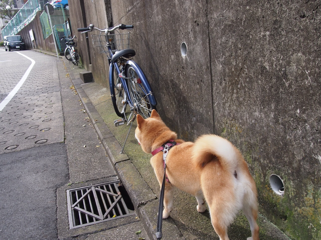 快节奏战术是否易造成外线出手仓促,快节奏的弊端