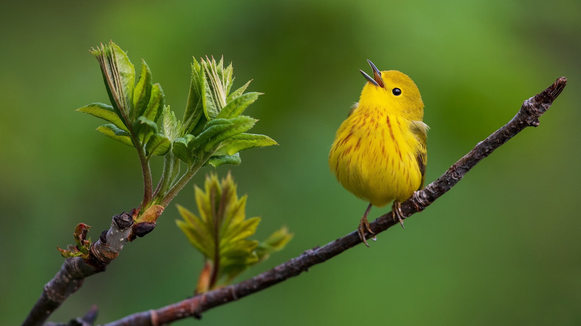 澳大利亚男子4×200米自由泳接力决赛引发媒体热议,女子200米自由泳接力澳大利亚