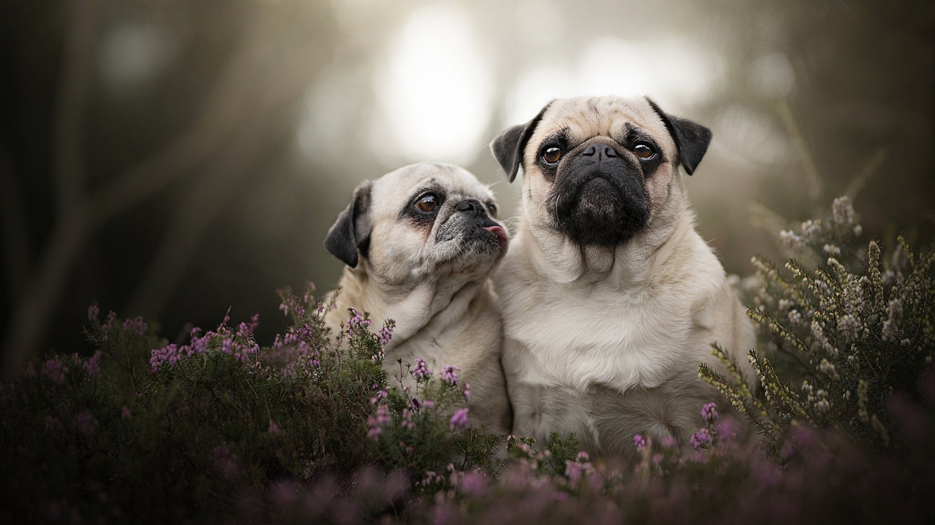 自由泳吉尔吉斯斯坦选手挑战极限，吉尔吉斯斯坦 举重